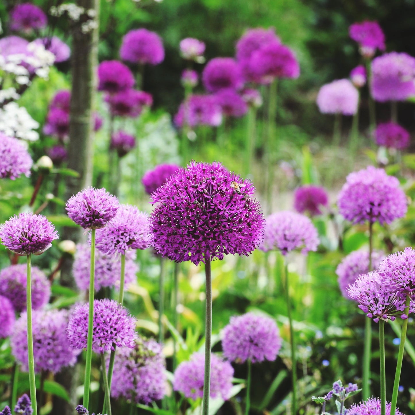 Allium hollandicum 'Purple Sensation' (Two sizes available)
