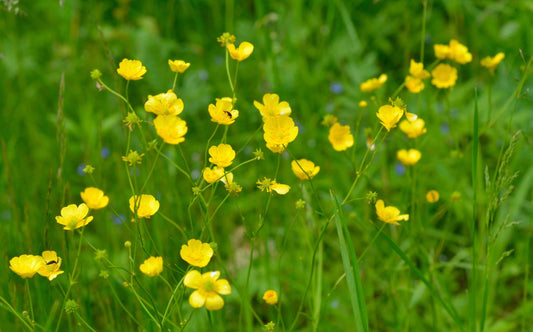 Ranunculus flammula (Lesser spearwort) - Marginal Pond Plants - MP099