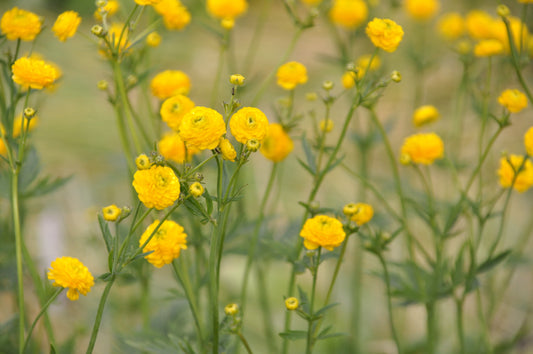Ranunculus Acris (batchelor buttons) - MP098 Packs