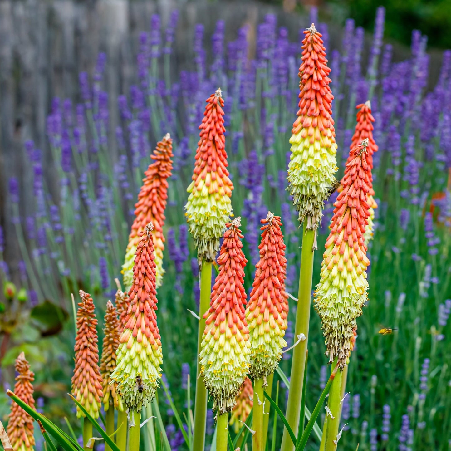 Kniphofia uvaria 'Flamenco' (Red Hot Poker) 9cm/2L