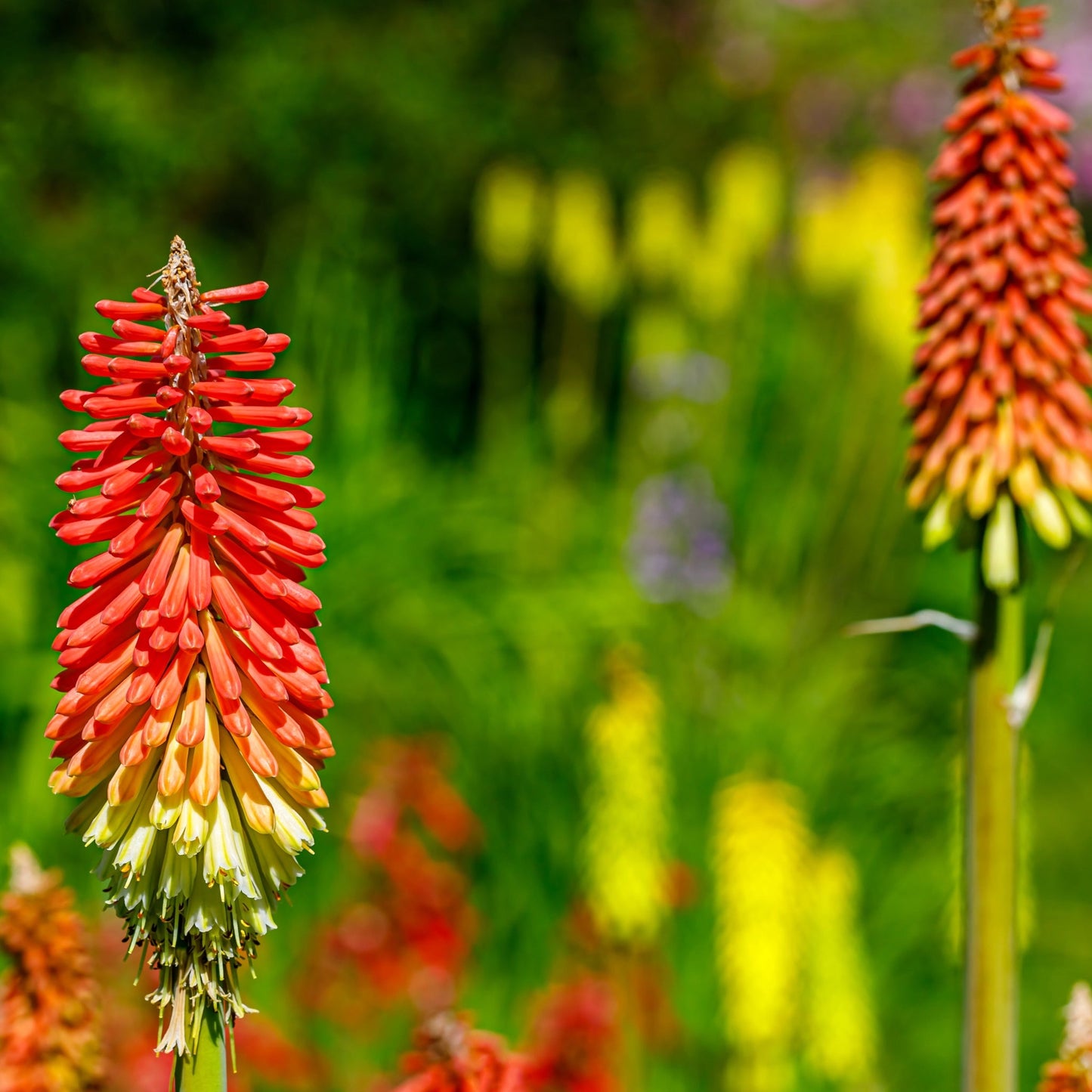 Kniphofia uvaria 'Flamenco' (Red Hot Poker) 9cm/2L