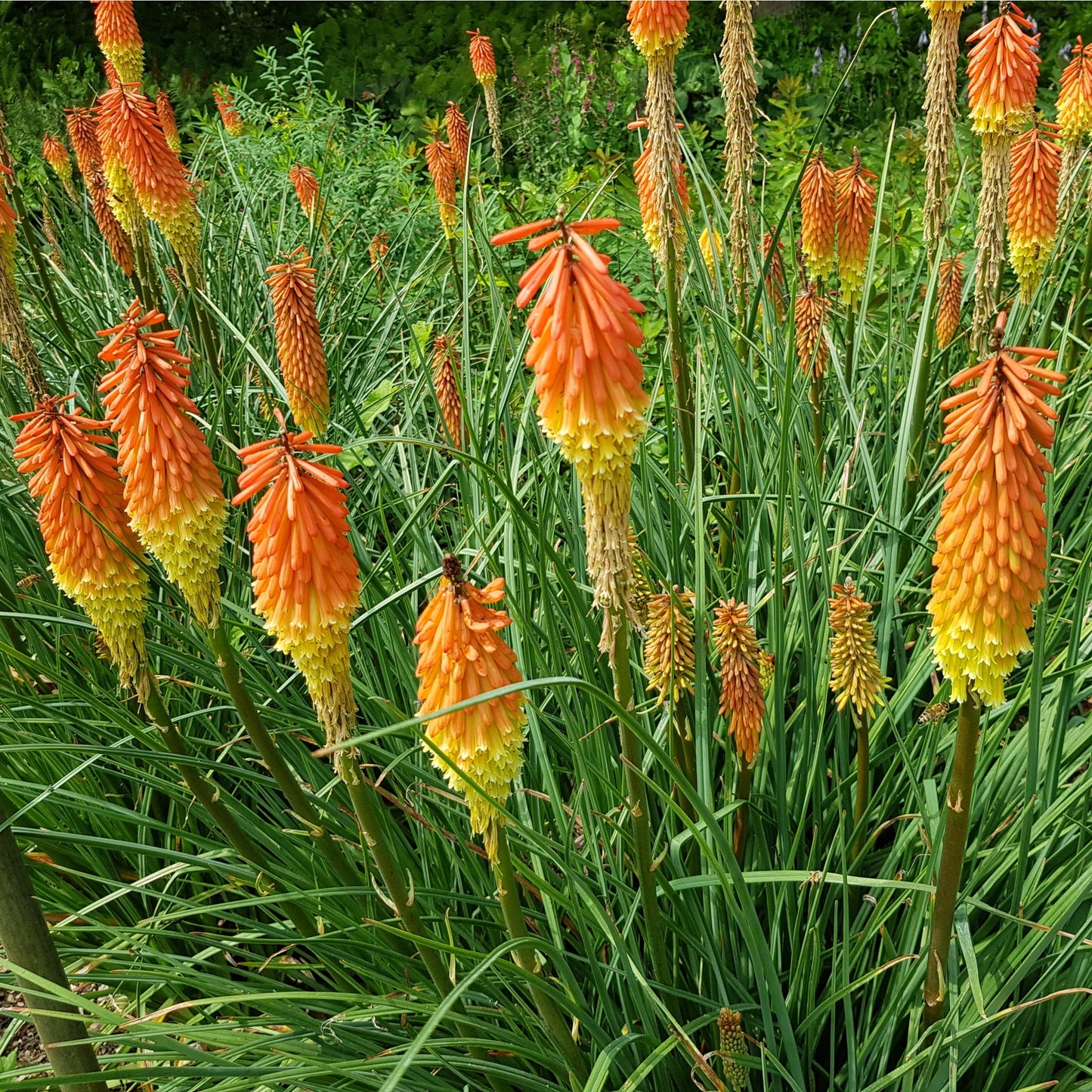 Kniphofia 'Royal Castle' (Red Hot Poker) 9cm/2L