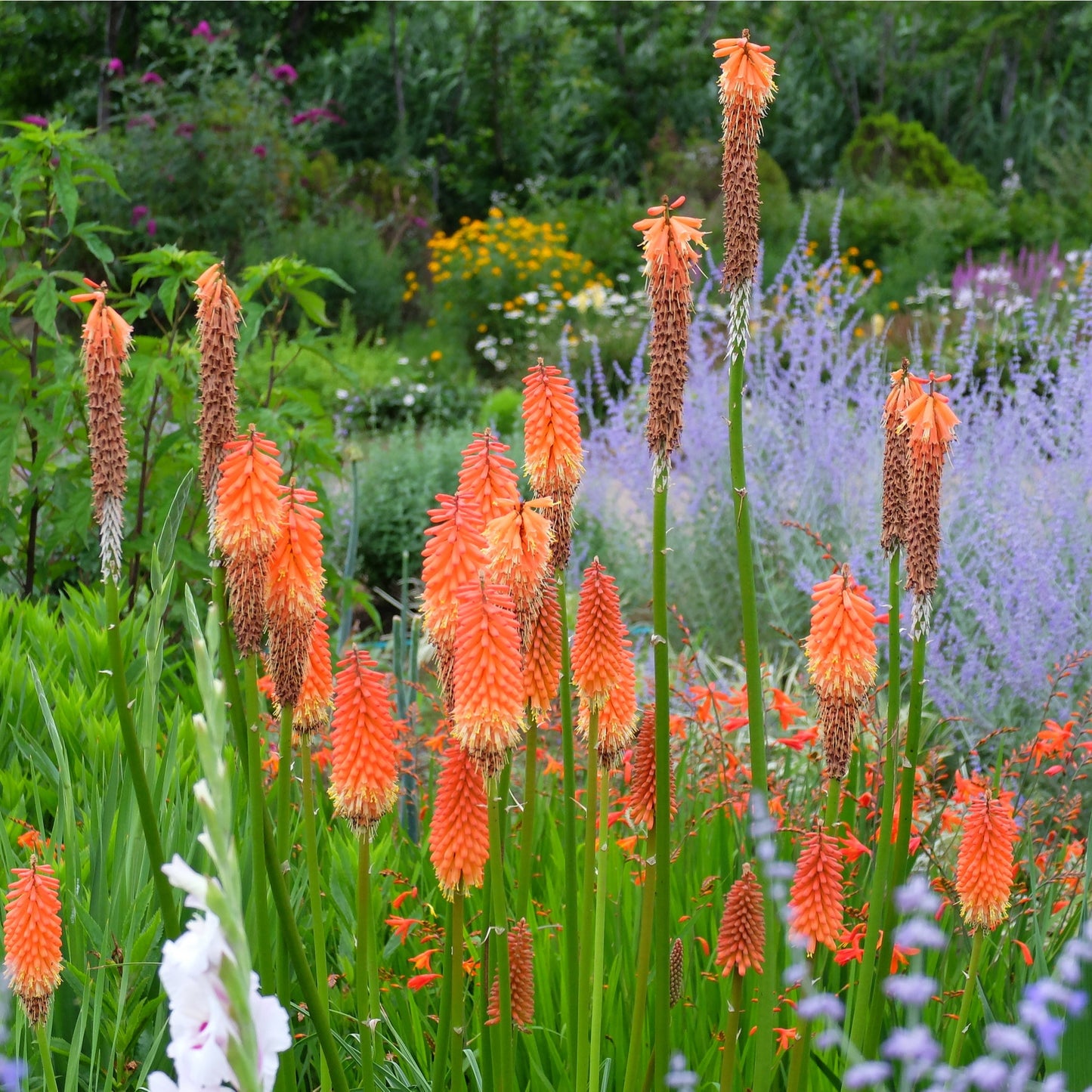 Kniphofia 'Royal Castle' (Red Hot Poker) 9cm/2L