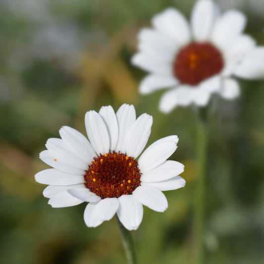 Rhodanthemum Casablanca 9cm