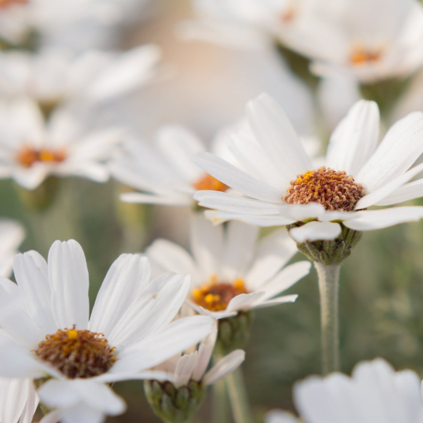 Rhodanthemum Casablanca 9cm