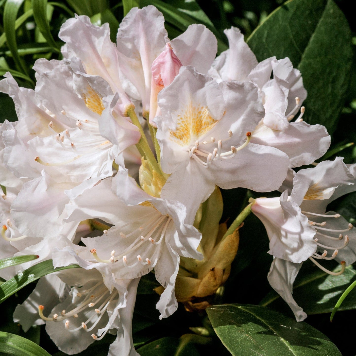 Rhododendron 'Cunninghams White' 2L / 3L / 5L
