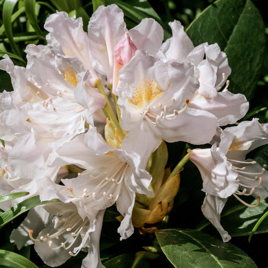 Rhododendron 'Cunninghams White' 2L / 3L / 5L