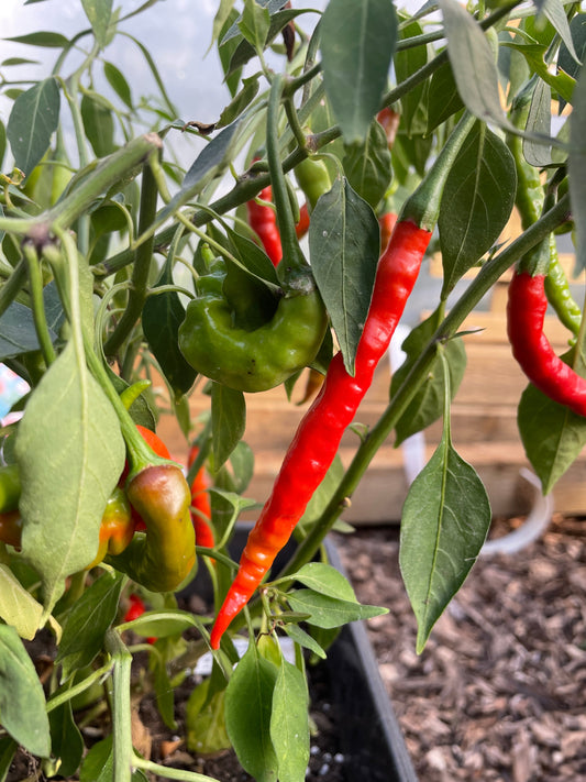 Cayenne Ring of Fire Chilli