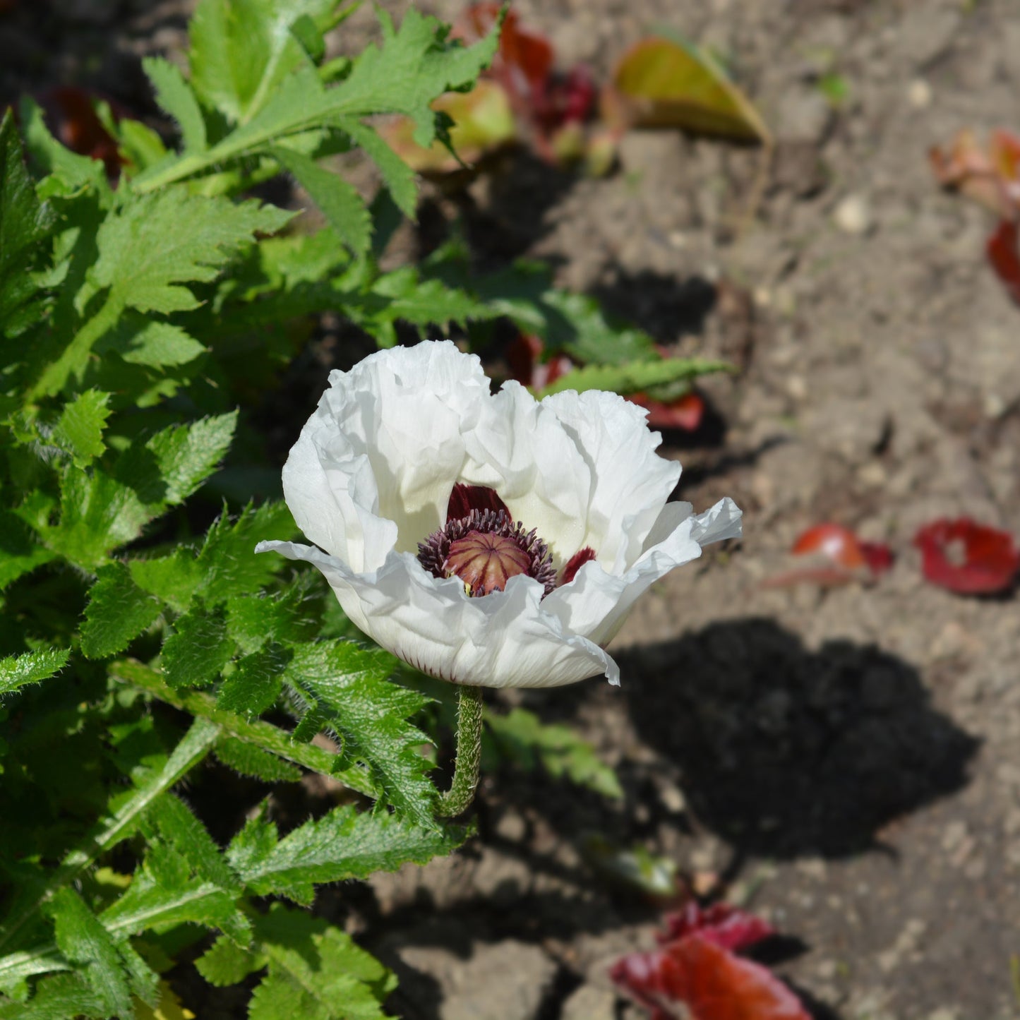 Papaver orientale  'Royal Wedding' | Oriental Poppy 9cm/2L
