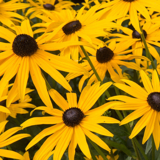 Rudbeckia fulgida 'Goldsturm' (Young Perennial)