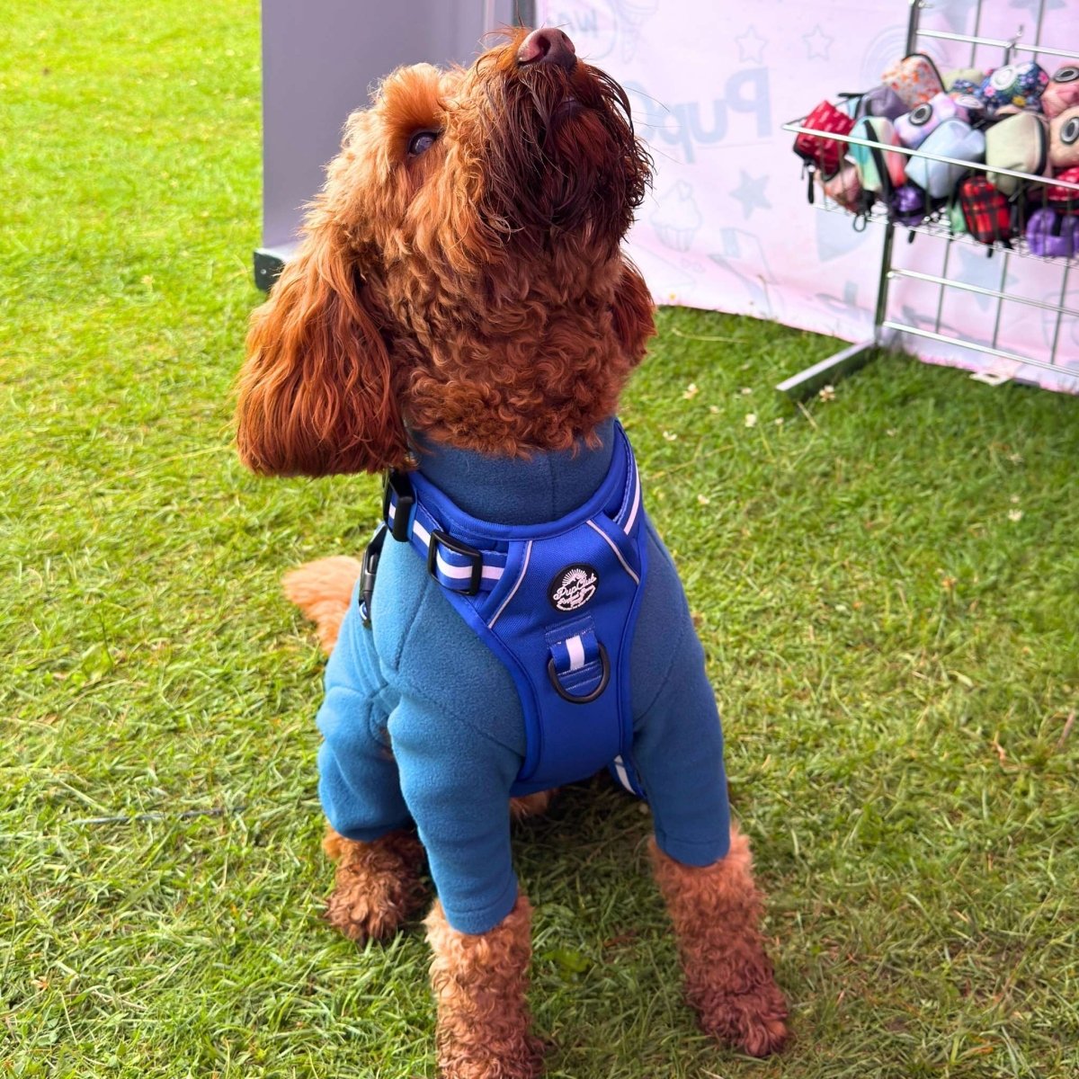 Rugged Rover™ Harness - Royal Blue