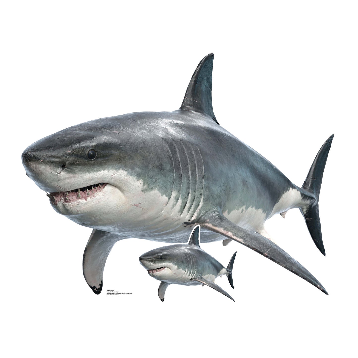 SC4442 Shark Real Cardbaord Cutout Height 94cm Width 120cm