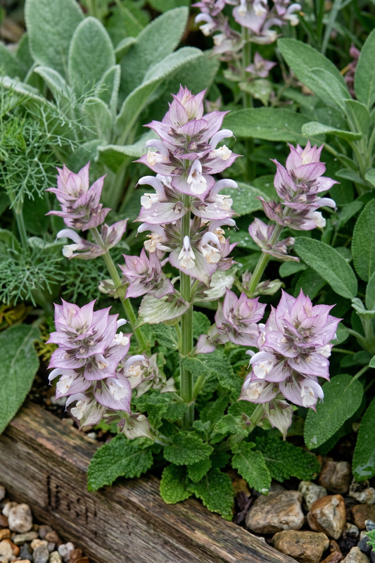 Salvia Euphoria