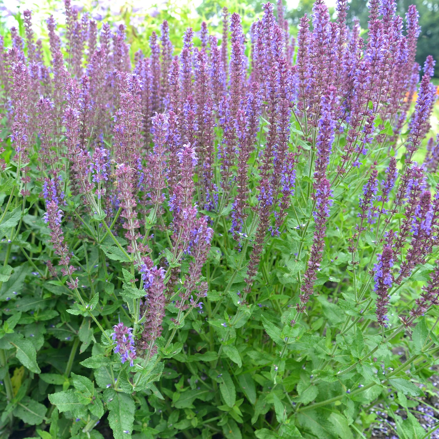 Salvia nemorasa 'Ostfriesland' Blue 9cm / 2L