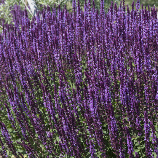 Salvia nemorasa 'Salute' Deep Blue 9cm/2L