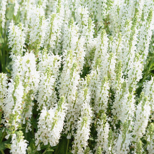 Salvia x superba 'Merleau White' 9cm