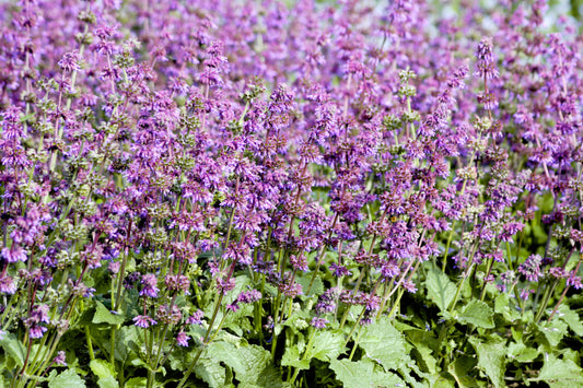 Salvia Purple Fairy Tale