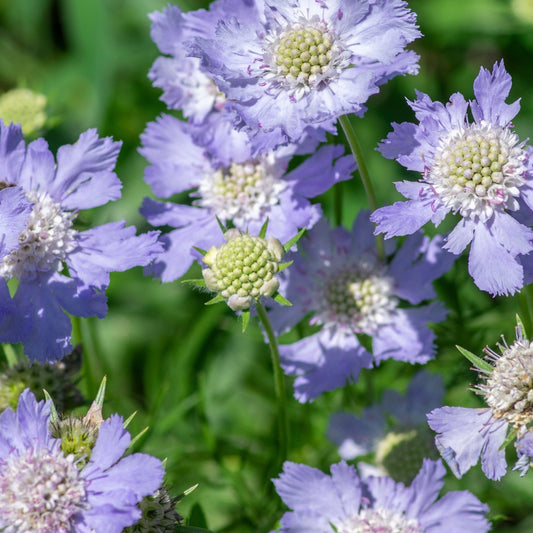 Scabious 'Blue Note' 9cm