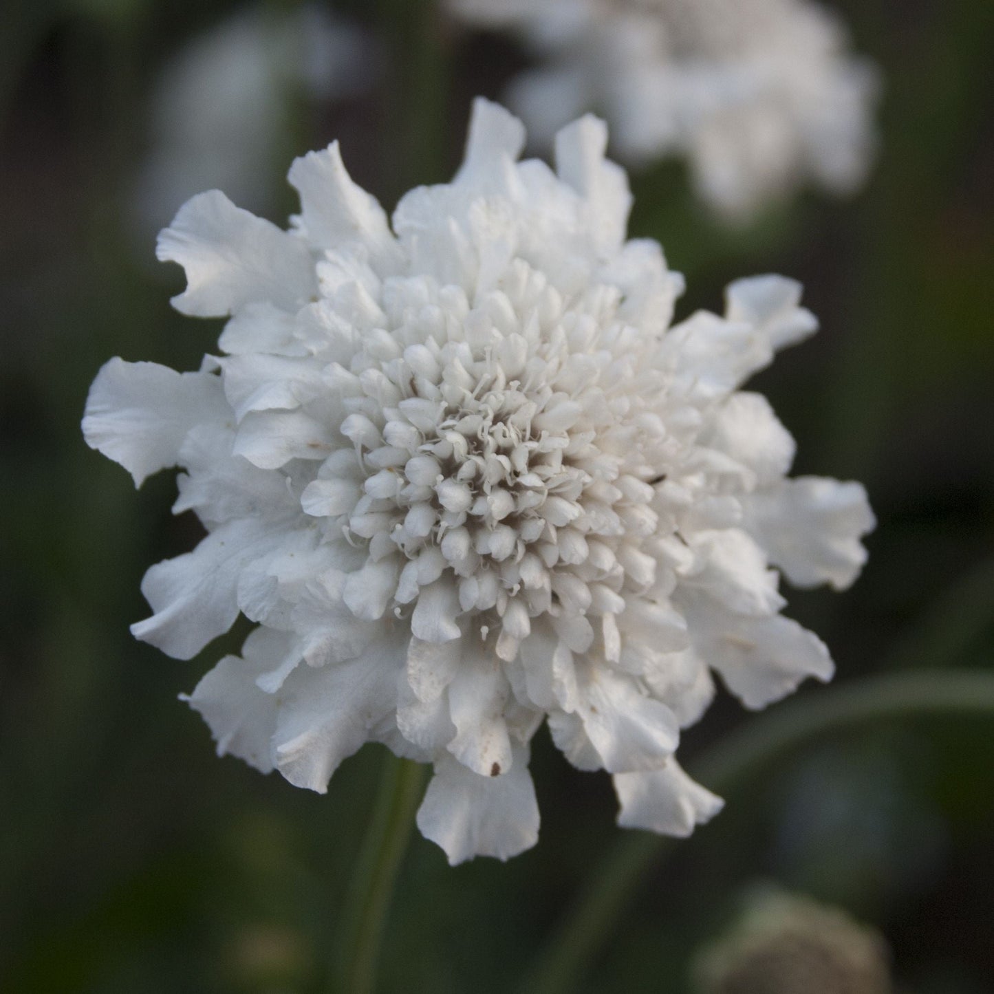Scabious columbaria 'Flutter Pure White' (Young Perennial)