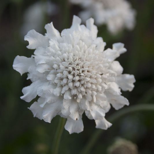 Scabious columbaria 'Flutter Pure White' (Young Perennial)