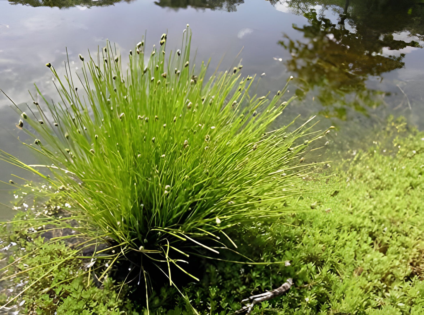 Scirpus cernuus
