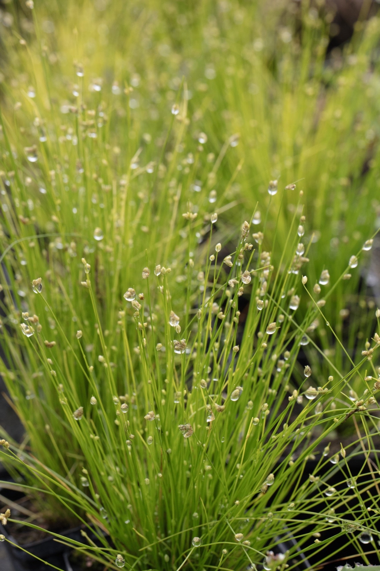 Scirpus cernuus