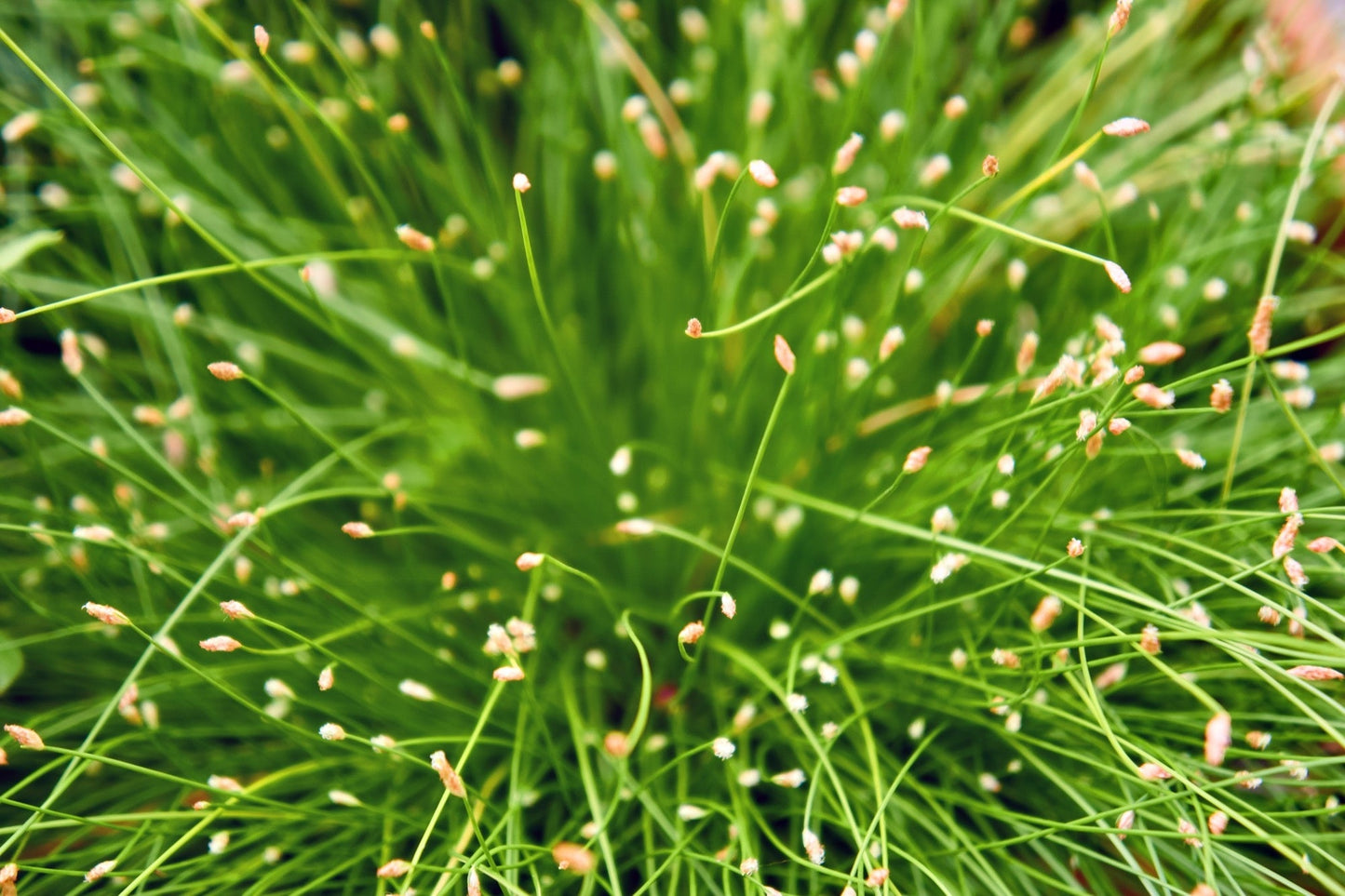Scirpus cernuus