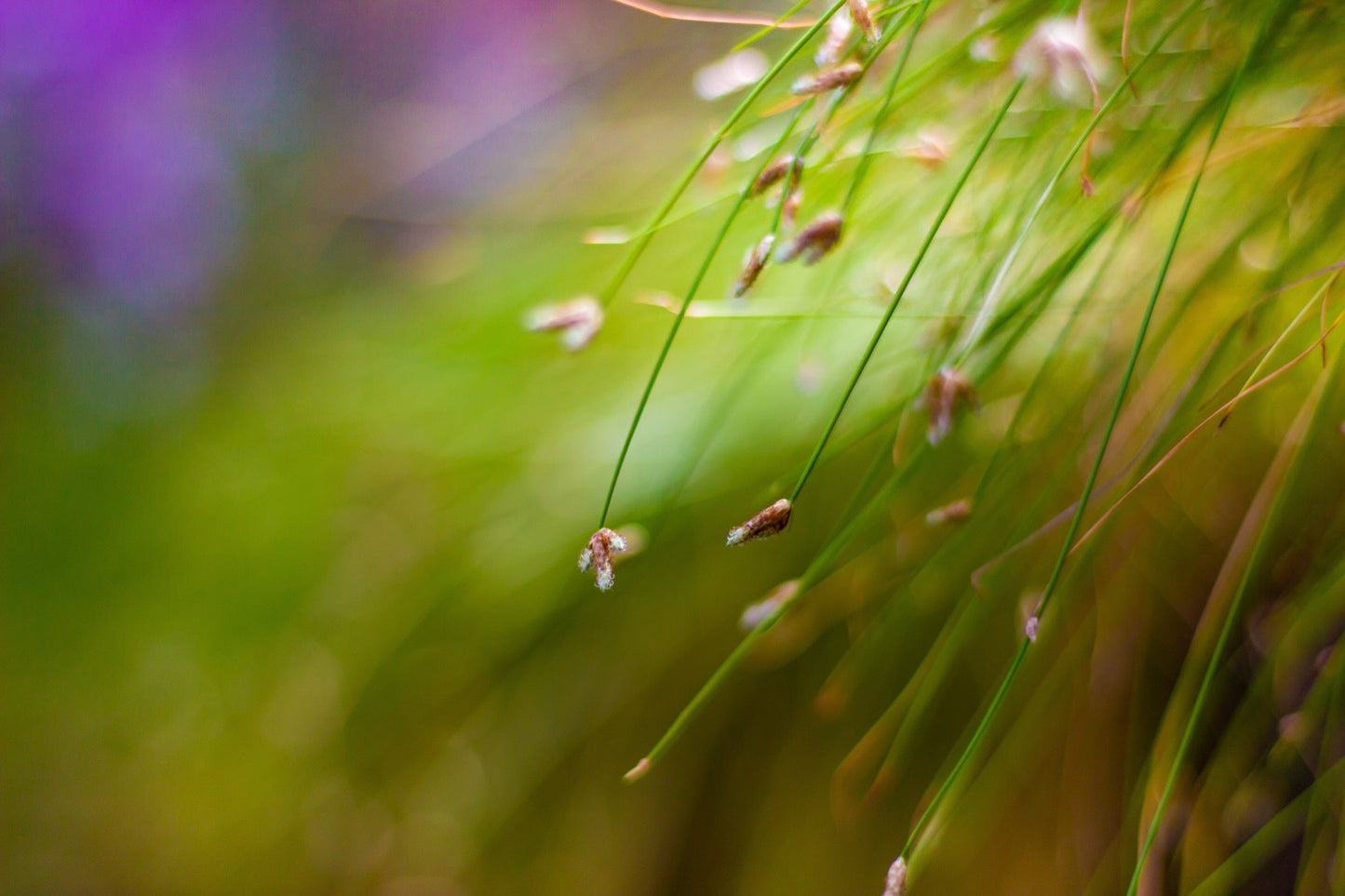 Scirpus cernuus