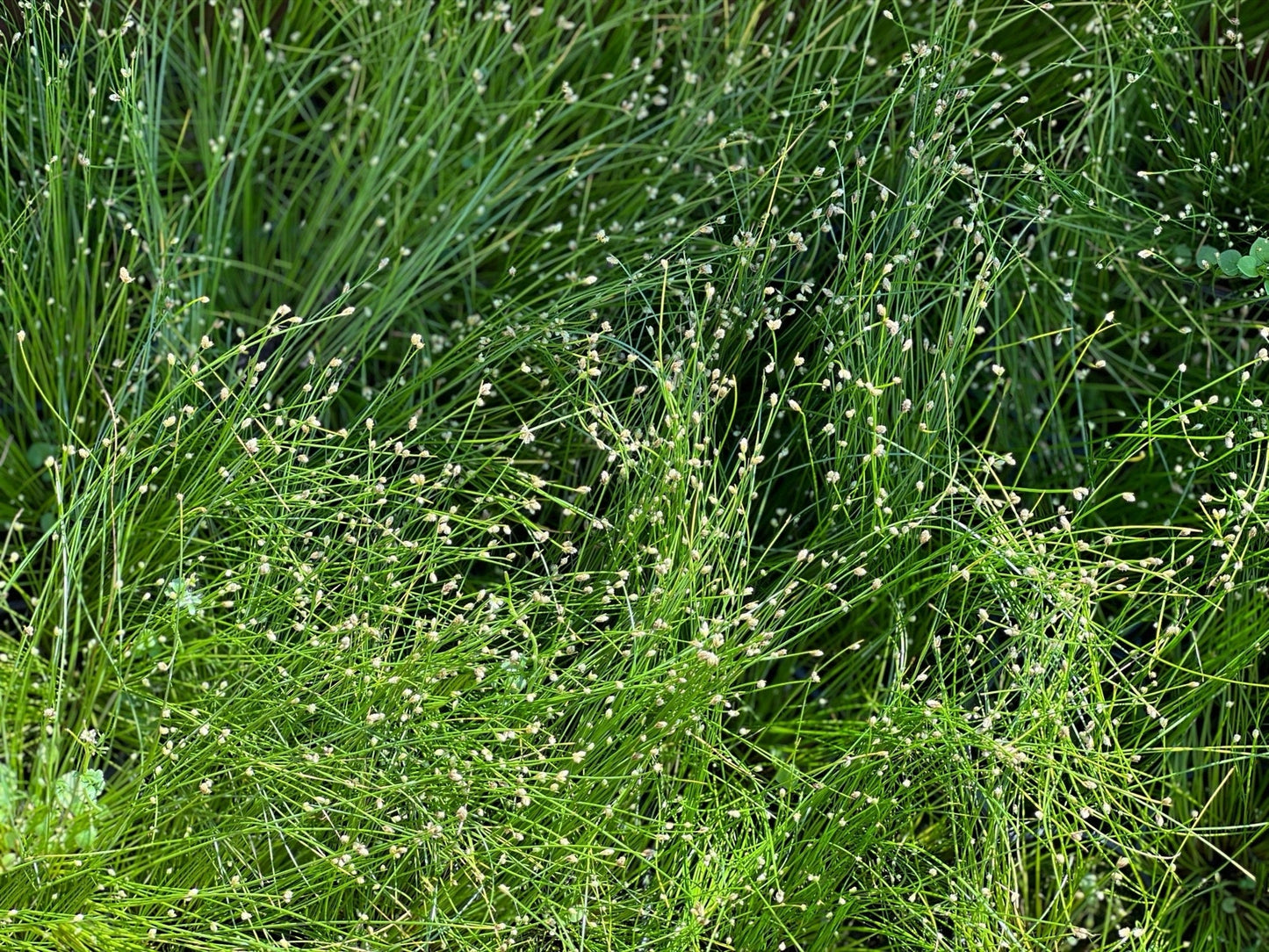 Scirpus cernuus