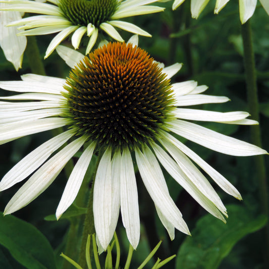 Echinacea purpurea 'White Swan' 9cm / 2L