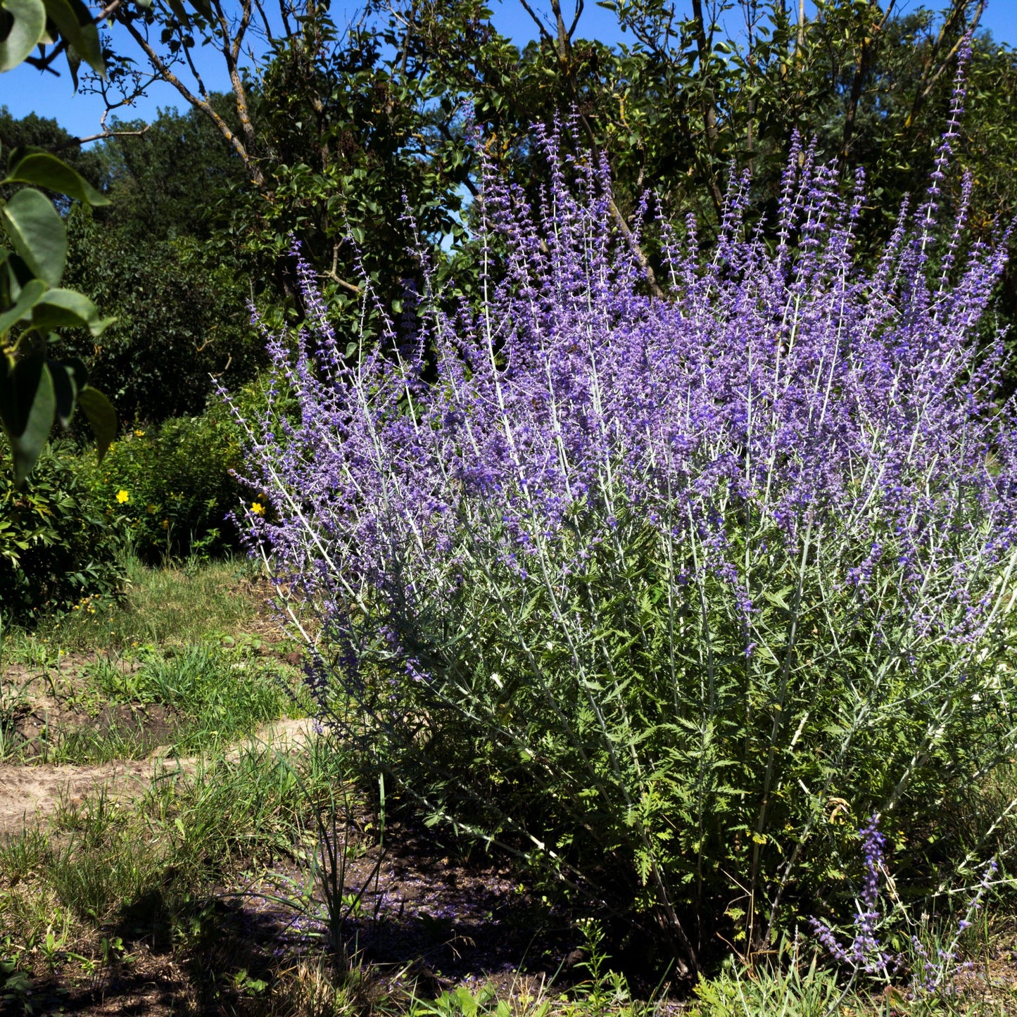 Perovskia 'Blue Spire' 9cm / 2L / 3L