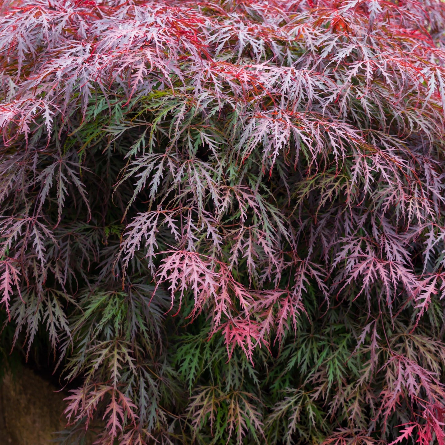 Acer palmatum Garnet 3L-235L