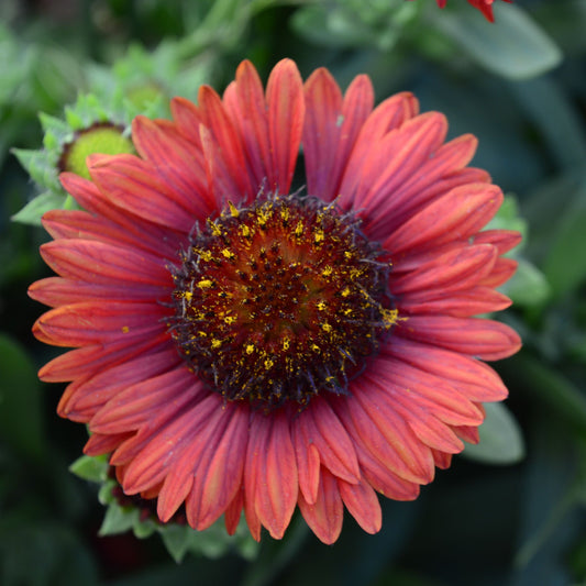 Gaillardia 'Mesa Red' 9cm/3L Pot