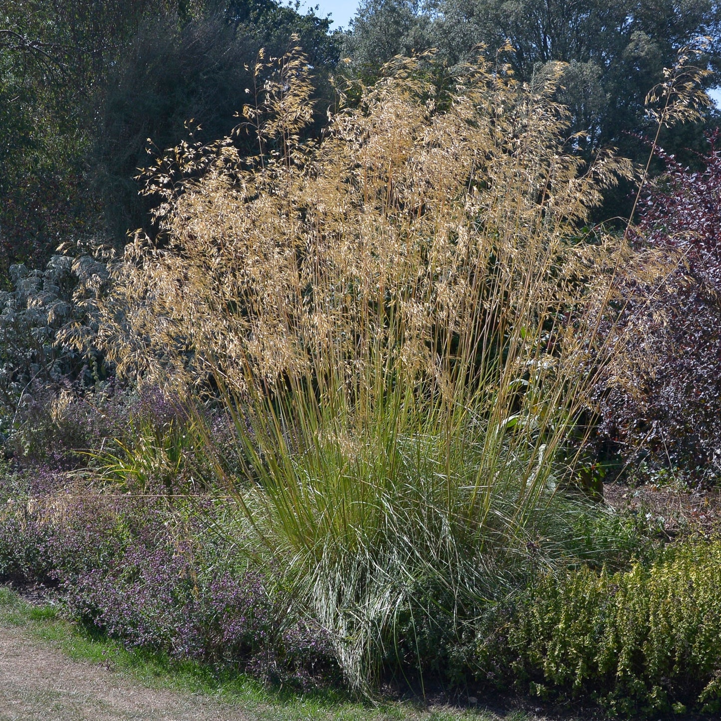 Stipa gigantea (Golden Oats) 9cm / 3L