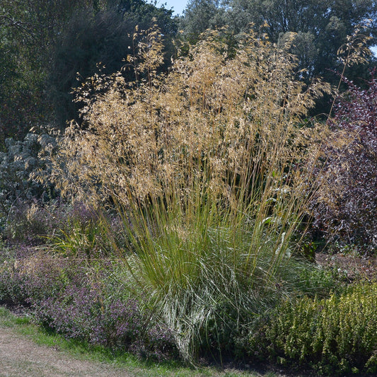 Stipa gigantea (Golden Oats) 9cm / 3L