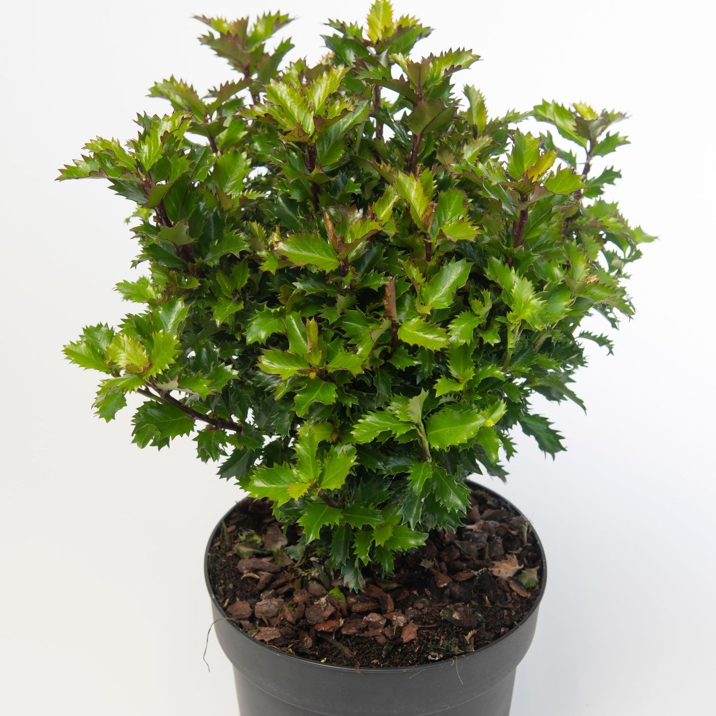 Ilex meserveae 'Little Rascal' Holly
