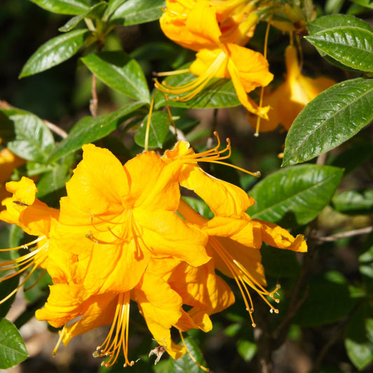 Azalea knaphill 'Harvest Moon' 5L (80-90cm inc. pot)