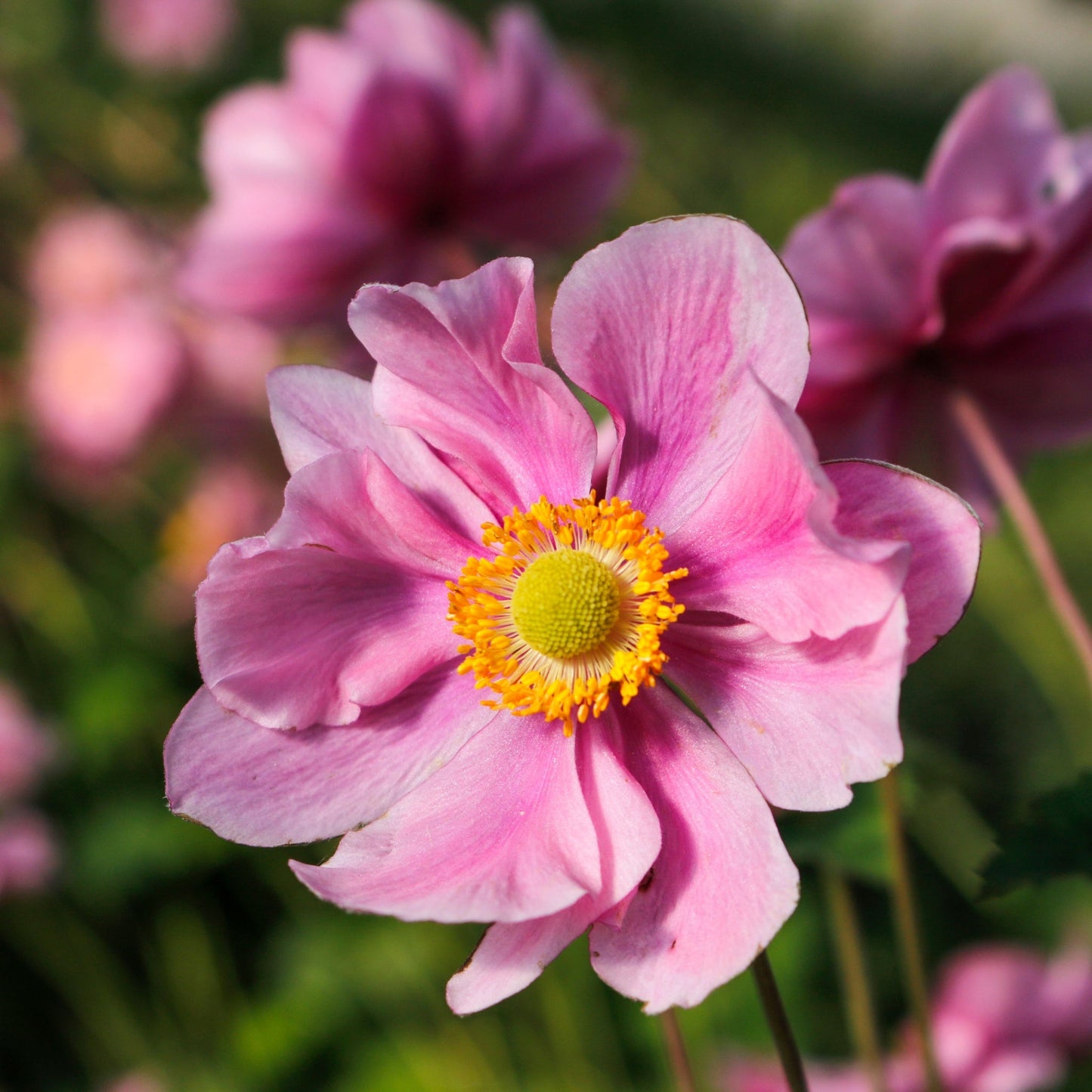 Chloe's Colour Mix | 5 Plants