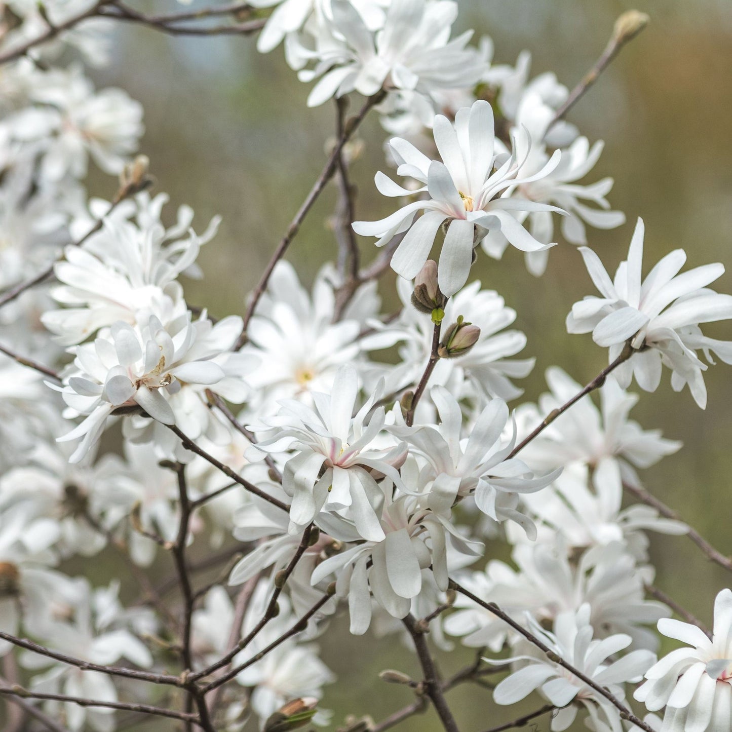 Magnolia stellata | Star Magnolia 9cm - 5L