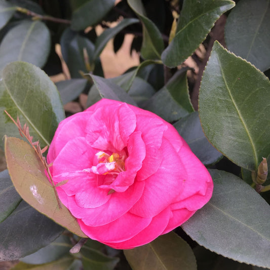 Camellia x williamsii 'Ruby Wedding' 9cm