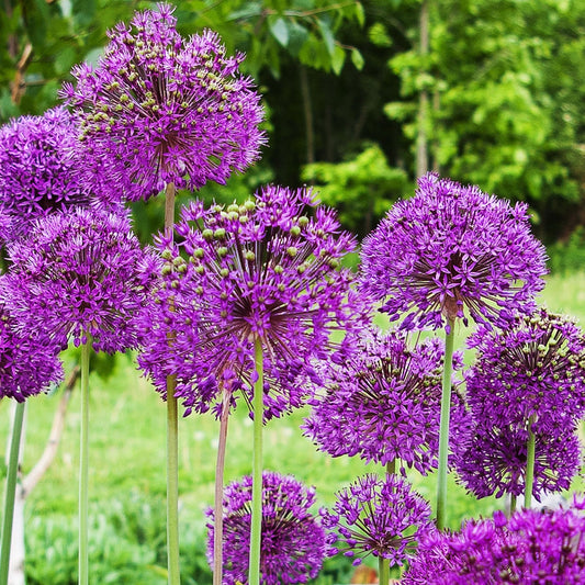 Allium 'Purple Sensation' (4 Bulbs)
