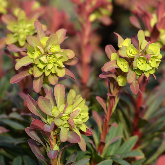 Euphorbia Amygdaloides 'purpurea' 9cm/2L