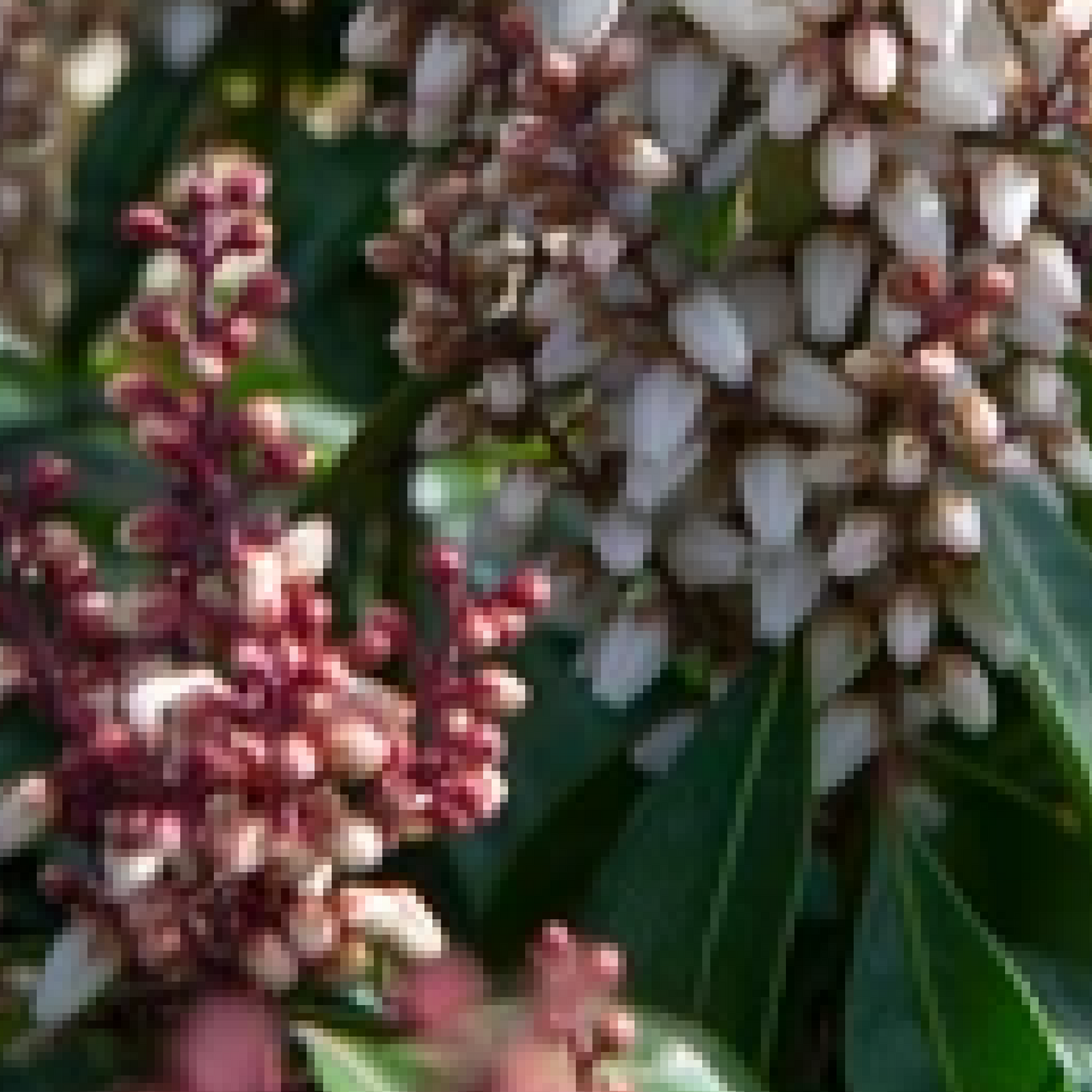 Pieris japonica 'Bonfire' 2L