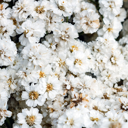 Achillea ptarmica 'The Pearl' 9cm Pot
