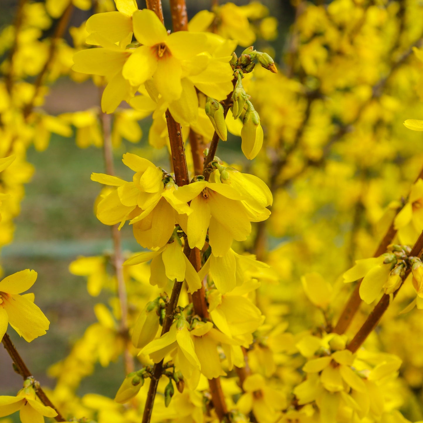 Forsythia x intermedia Spectabilis 1L