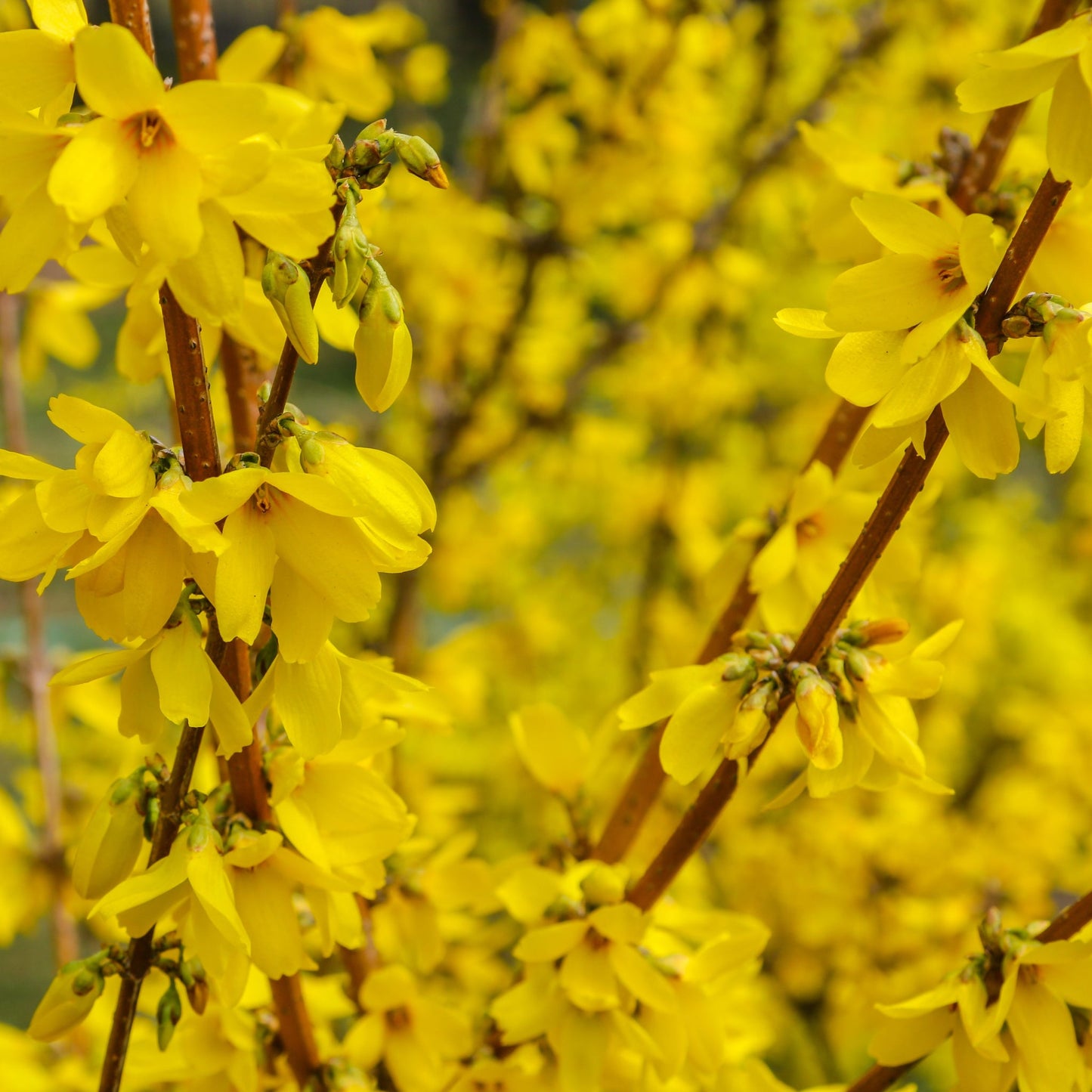 Forsythia x intermedia 'Minigold' 1L/2L