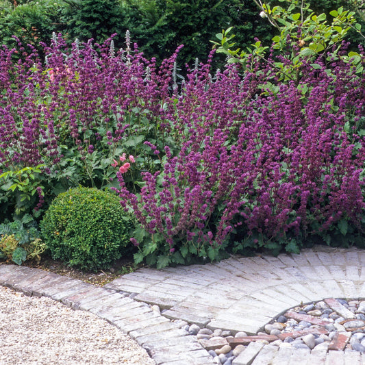 Salvia ver. Purple Rain 9cm Pot