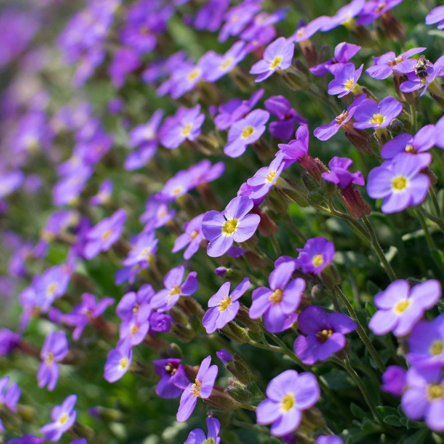 Aubretia hybrida axcent Light Blue 9cm