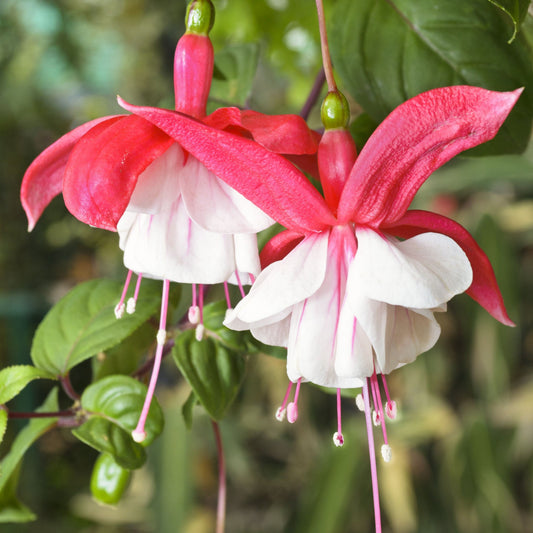 Hardy Fuchsia 'Lady Thumb' 9cm / 2L