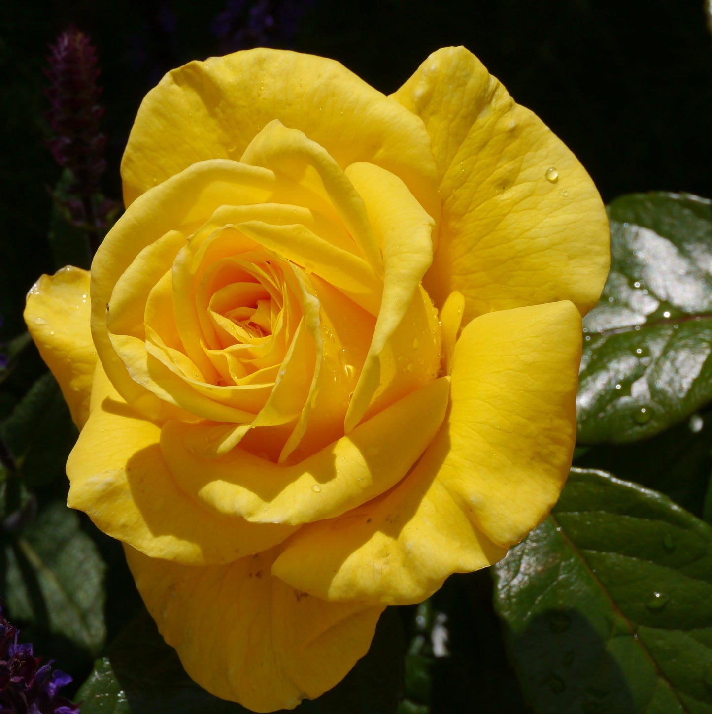 Rose Golden Wedding | Floribunda Rose | 4L Potted Rose (PRE ORDER DECEMBER '25)